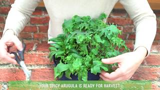 How To Harvest Arugula [upl. by Landes]