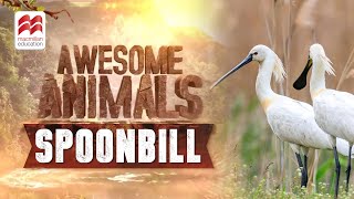 Spoonbill  Macmillan Education India [upl. by Llenyl]