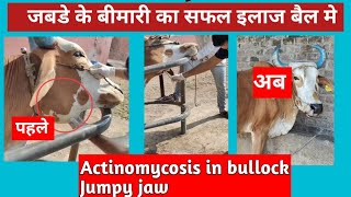 बैल मे जबड़े की गंभीर बीमारी का इलाज l Actinomycosis in bullock l Lumpy jaw Drmandloi [upl. by Wira826]