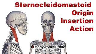 Sternocleidomastoid Anatomy Origin Insertion amp Action [upl. by Noid]