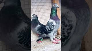 Racer pigeon pair cheekar long distance breeder pair [upl. by Imeaj187]