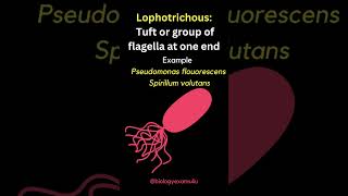 Arrangement of Bacterial Flagella  Monotrichous Amphitrichous Lophotrichous Peritrichous [upl. by Nonnaehr708]