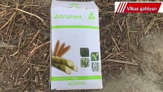 Adama atranex  atrazine 50 wp  selective herbicide  special for Sugercane and mazie [upl. by Eiger907]