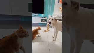 Cat Raised by Dog Barks and Scares the Dog [upl. by Raymonds]