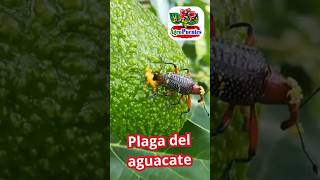 Plaga del aguacate o palta [upl. by Anev]