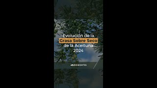 Evolución de la Grasa Sobre Seco de la Aceituna 2024 [upl. by Arimlede]