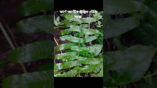 ঢেঁকি শাক Diplazium esculentum [upl. by Kcirtap]