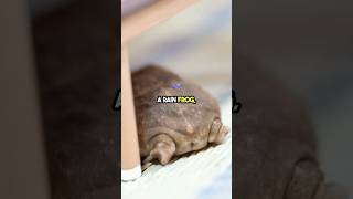 Meet The Squeaky Desert Rain Frog frog rainfrog cute animals facts didyouknow funfacts fun [upl. by Kempe]