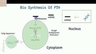 Parathyroid Hormones [upl. by Dnallor]