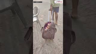 WATCH  Rajasthan Couple Go For 118 KM Long Barefoot Journey with Infant in Trolley Bag Viral [upl. by Enimassej100]