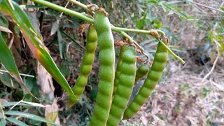 Pachyrhizus Erosus Yam Bean Plant [upl. by Baecher]