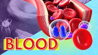 Blood Structure and Function Why is Blood Important [upl. by Levitus]