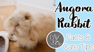 A Guide To Angora Rabbit Care [upl. by Ydnal]