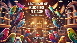 Last Night of Budgies in the Cage  Birdiology Live [upl. by Mensch719]