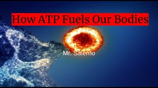 How ATP Fuels our Bodies [upl. by Kohl]