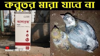 কবুতর এর ক্যালসিয়াম ফসফরাস রোগ সমস্যা সমাধানে  Calplex  Pigeon Medicine  Kobutor Palon Bangladesh [upl. by Darwin]