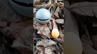 are you scared🤣 finding big snails and colored eggs snail shortvideo [upl. by Colon201]