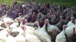 How to Get All of the Turkeys to Gobble at the Same Time [upl. by Enait]