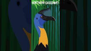 Northern Cassowary [upl. by Dave325]