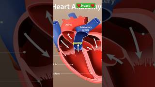 Structure and Function of Heart facts science biology knowledge trending shorts education [upl. by Miza686]