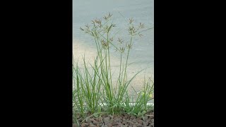 Common plants Scientific name  Cyperus rotundus II Family  Cyperaceae [upl. by Crysta153]