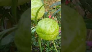 Balloon plant Gomphocarpus physocarpus plant in my garden [upl. by Angrist778]