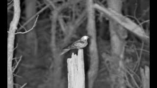 A Lonely Duty For a Nightjar To Guard Its Post [upl. by Ellenid]