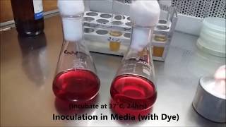 Bioremediation of Textile Dye School of Life amp Basic Sciences  JNU [upl. by Sybilla]