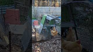 Winterizing Chicken Runs chicken HanbleceyaRanch winterizing nantucketisland [upl. by Oidacra]