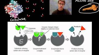 Enzymes [upl. by Bernita]