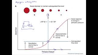 Myogenic autoregulation of blood flow [upl. by Aneger]