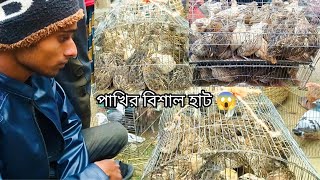 কোয়েল পাখির হাট 😱 হাটে বাজারে কোয়েল পাখির দাম দর koyel pakhi palon Quail Bird quail Bird farming [upl. by Aztiraj]