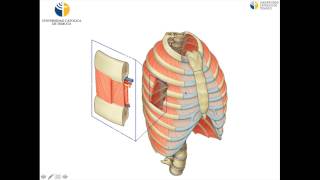 Ostología miología y artrologia de tórax [upl. by Liahkim77]