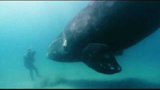 Baleine franche australeSouthern right whale Eubalaena australis [upl. by Tomchay890]