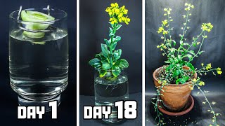 REgrowing Baby Bok Choy From Scrap To Flower 65 Days Time Lapse [upl. by Janina]