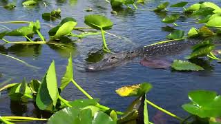 Everglades Airboat Tours Gator Shows and Animal Encounters at Everglades Holiday Park [upl. by Dobbins206]