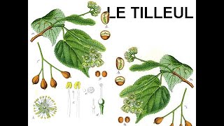 Le tilleul [upl. by Nnaeed]