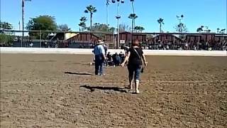 CLYDESDALE Trip and Fall Unbelievable [upl. by Sidran]