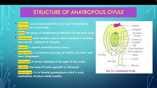 Structure of anantropous ovule [upl. by Ainnek]