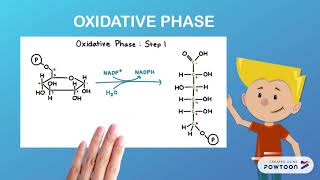 PENTOSE PHOSPHATE PATHWAY [upl. by Nihhi142]