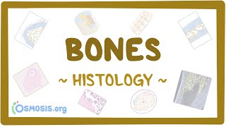 Bones Histology [upl. by Meensat446]