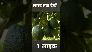 🌿 How to Grow🥑 Avocado Trees from Cuttings StepbyStep Guide [upl. by Marianne]