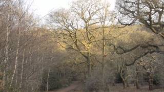 Epping Forest Field Club  Warren Hill Strawberry Hill Strawberry Hill Ponds [upl. by Akimaj864]