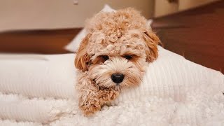 3 Reasons Why You Should NOT Get a CavapooPoodle Mix [upl. by Sivart431]