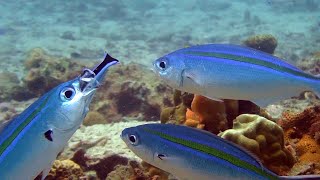 Putzerfische Cleaner Fish  Cleaner Wrasses [upl. by Brigg971]