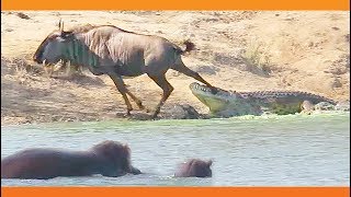 Hippos Come to Rescue Wildebeest from Crocodile [upl. by Ennayehc]