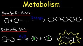 Metabolism Anabolism amp Catabolism  Anabolic vs Catabolic Reactions [upl. by Einittirb]