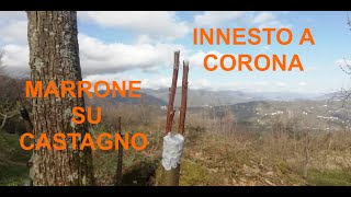 Innesto a corona sul Castagno  Parte 12 Aprile 2021 [upl. by Alfreda460]