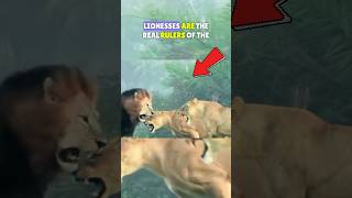 Why Do Lionesses ATTACK Lions🦁  Lion vs Lioness⚔️ shorts shortsfeed [upl. by Lienad]