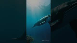 Sperm Whales Epic Deep Dive [upl. by Abehsat]